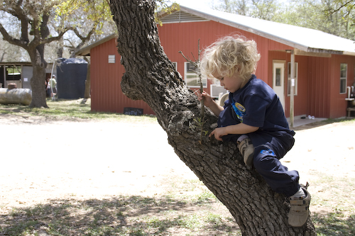 Climbing trees