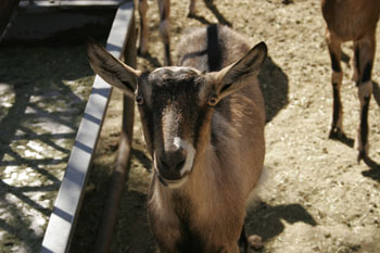 Baby Goat Baby Goat