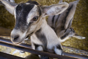 Farm Day Kid